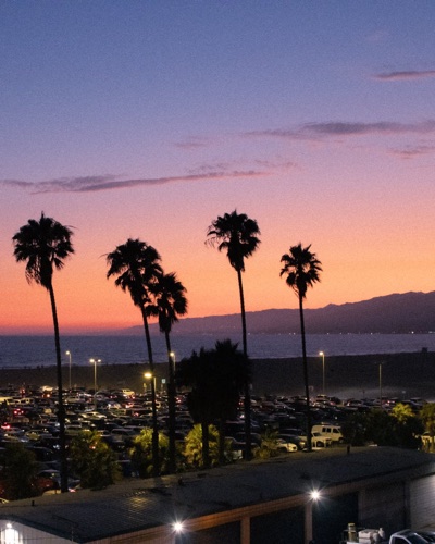 Palm trees silhouetted against a coastal sunset